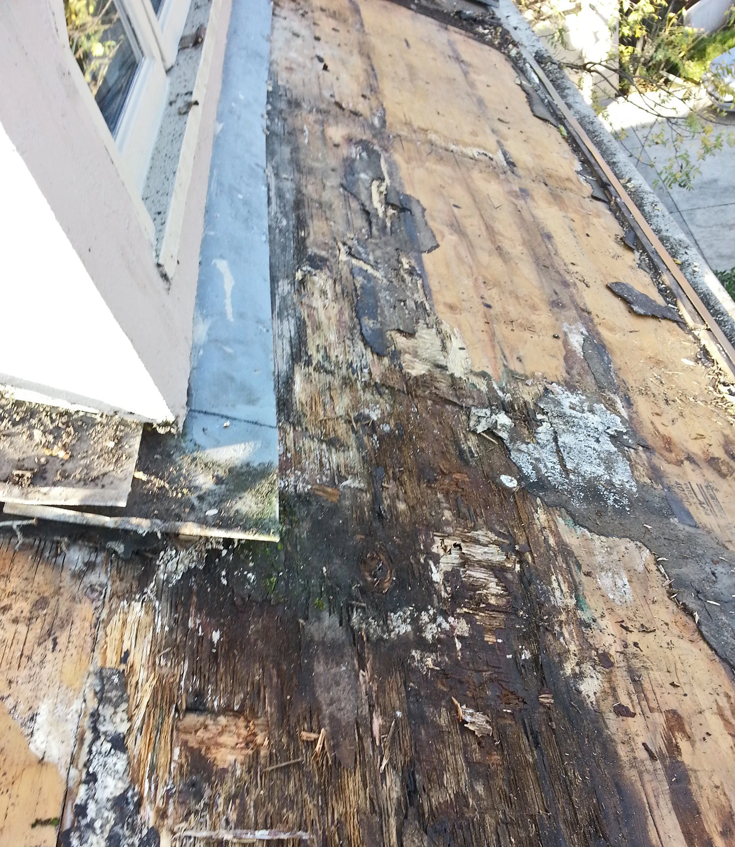 item Roof Wear & Damage RIGr dryrot